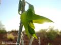 Green Birdflower
